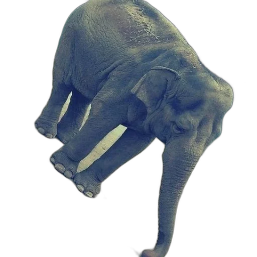 animal, hat, creature, staff transparent PNG cut-out