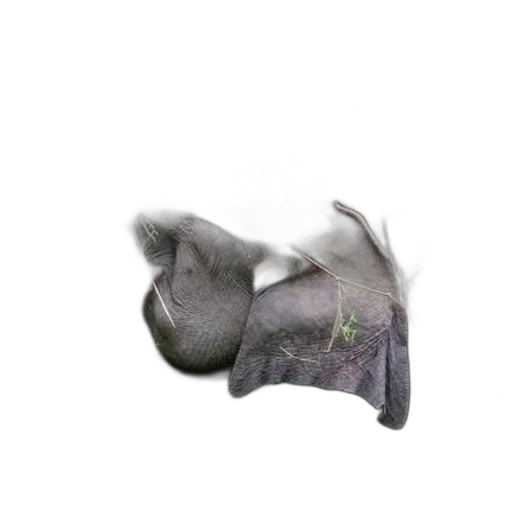dragon, animal, creature, hat transparent PNG cut-out
