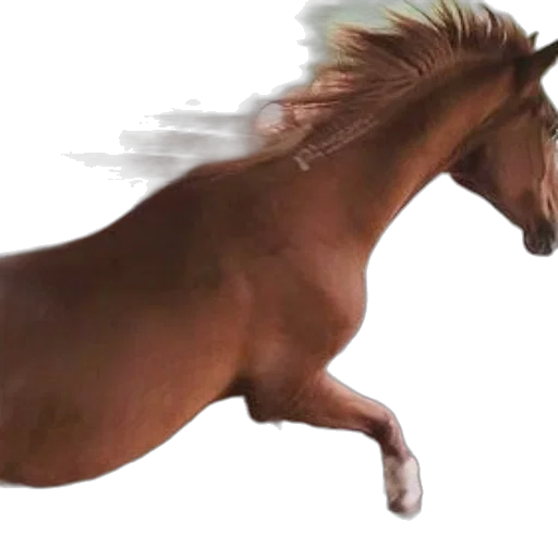 animal, creature, hair, dragon transparent PNG cut-out