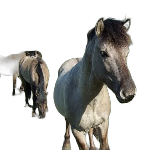 animal, creature, staff, hair transparent PNG cut-out