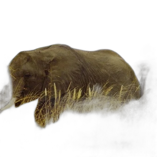animal, creature, hair, staff transparent PNG cut-out
