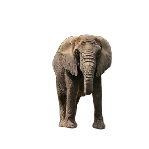animal, creature, staff, face transparent PNG cut-out
