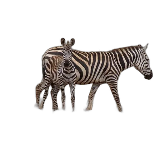 animal, creature, furniture, jewelry transparent PNG cut-out