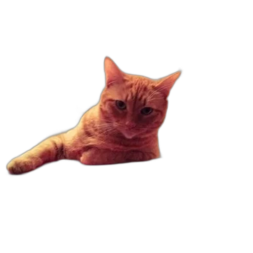 animal, staff, creature, shoes transparent PNG cut-out