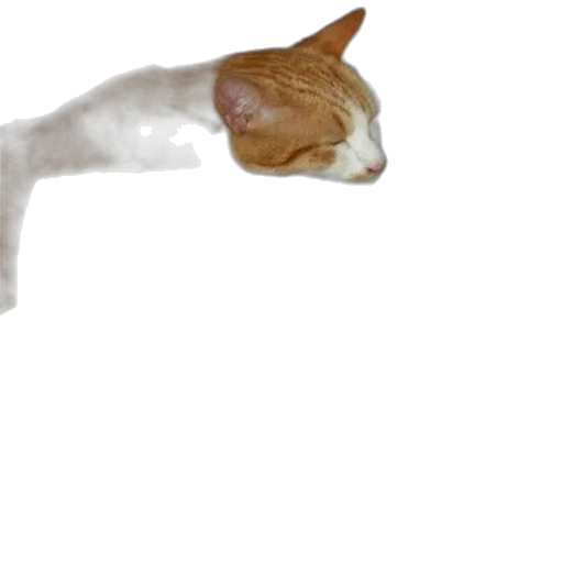staff, animal, creature, weapon transparent PNG cut-out