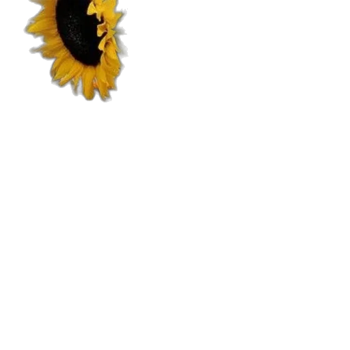 flower, crown, staff, jewelry transparent PNG cut-out
