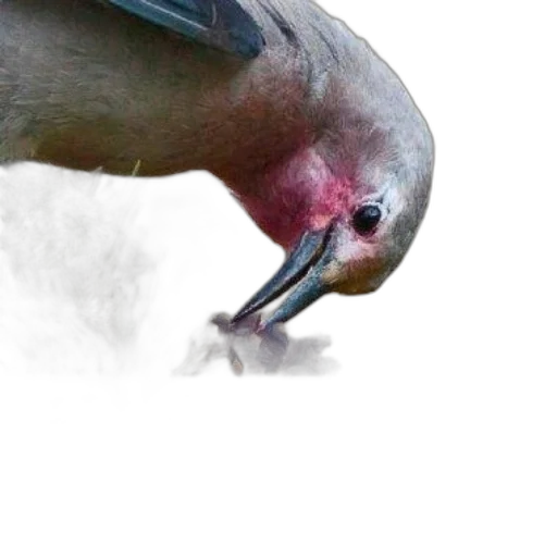 animal, creature, weapon, face transparent PNG cut-out