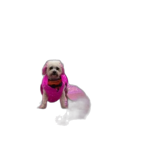 jacket, animal, creature, dress transparent PNG cut-out