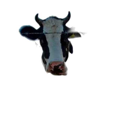 animal, mask, face, creature transparent PNG cut-out