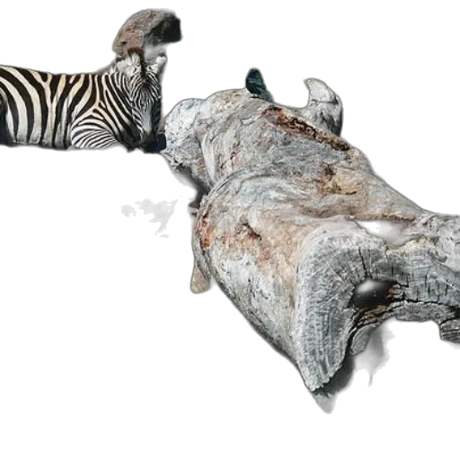 animal, creature, furniture, shoes transparent PNG cut-out