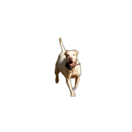 animal, jewelry, creature, staff transparent PNG cut-out