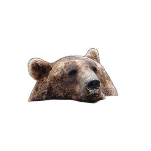 animal, face, creature, mask transparent PNG cut-out