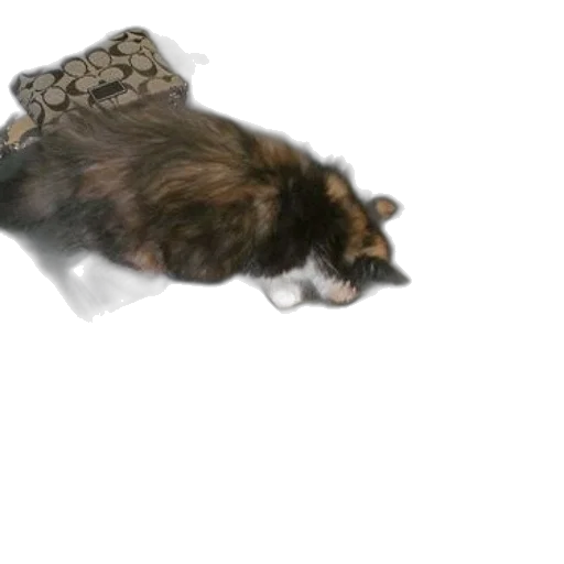 animal, creature, hair, hat transparent PNG cut-out