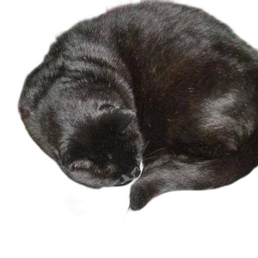 animal, staff, face, creature transparent PNG cut-out