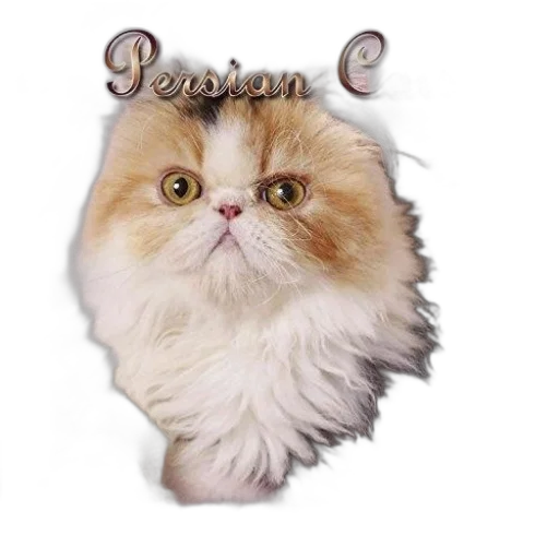 animal, creature, crown, jewelry transparent PNG cut-out