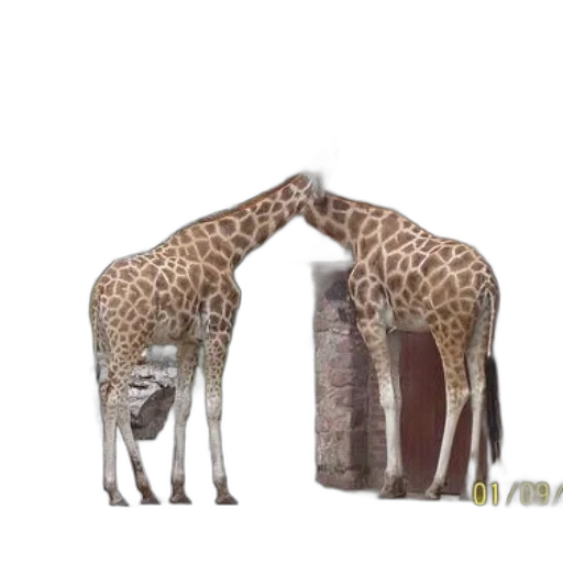 animal, creature, furniture, hat transparent PNG cut-out