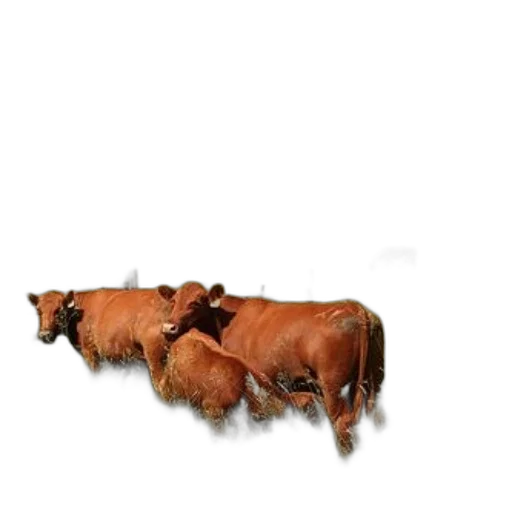 animal, food, furniture, hair transparent PNG cut-out