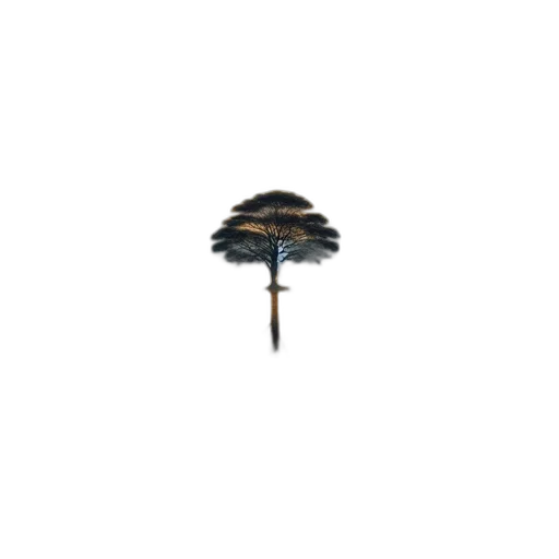 umbrella, hat, crown, tree transparent PNG cut-out
