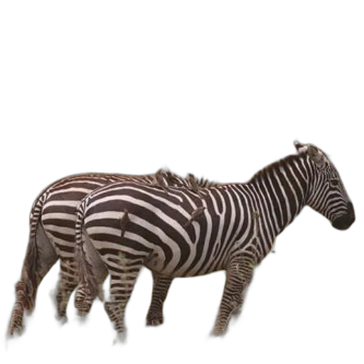 animal, creature, furniture, jewelry transparent PNG cut-out