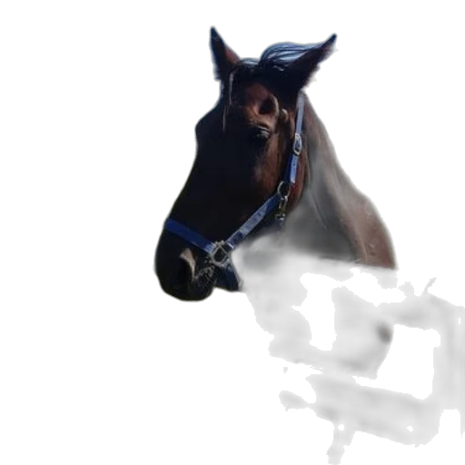 animal, staff, face, hat transparent PNG cut-out