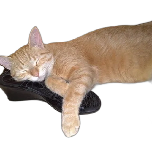 shoes, staff, animal, furniture transparent PNG cut-out