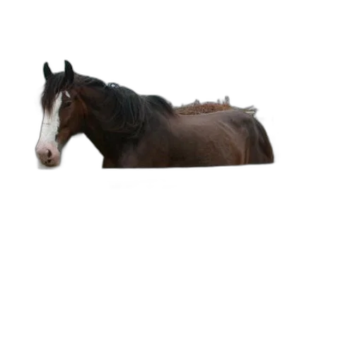 animal, hat, creature, hair transparent PNG cut-out