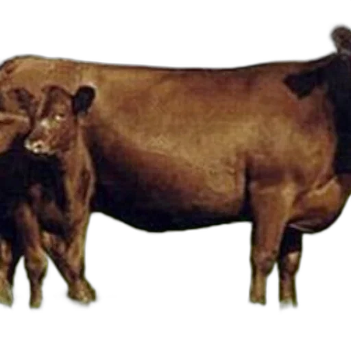 animal, jewelry, food, staff transparent PNG cut-out