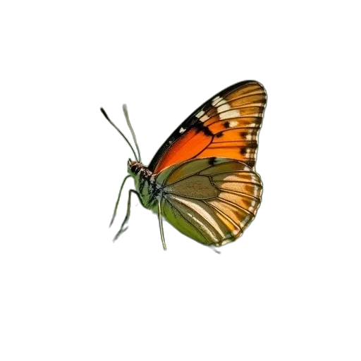 animal, creature, jewelry, crown transparent PNG cut-out