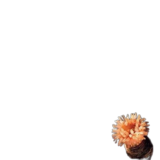 hair, animal, creature, flower transparent PNG cut-out