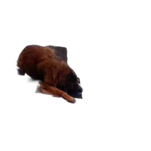 animal, creature, staff, hair transparent PNG cut-out