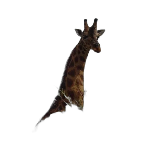 animal, creature, staff, dragon transparent PNG cut-out