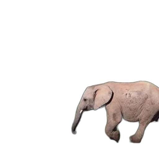 animal, creature, robot, weapon transparent PNG cut-out