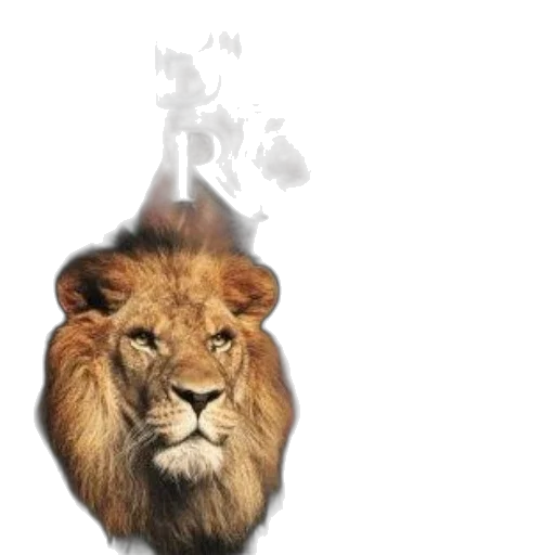 crown, animal, photorealistic, concept art transparent PNG cut-out