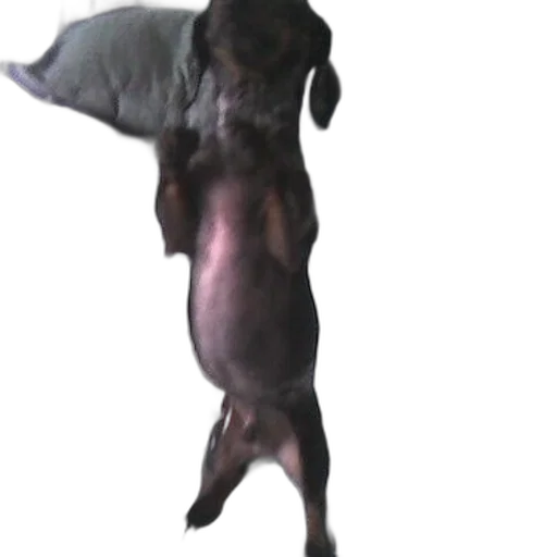 animal, creature, dragon, staff transparent PNG cut-out