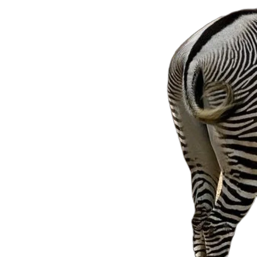 animal, creature, hat, hair transparent PNG cut-out