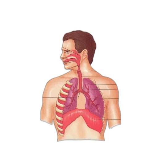 diagram, illustrating, respiratory, system transparent PNG cut-out