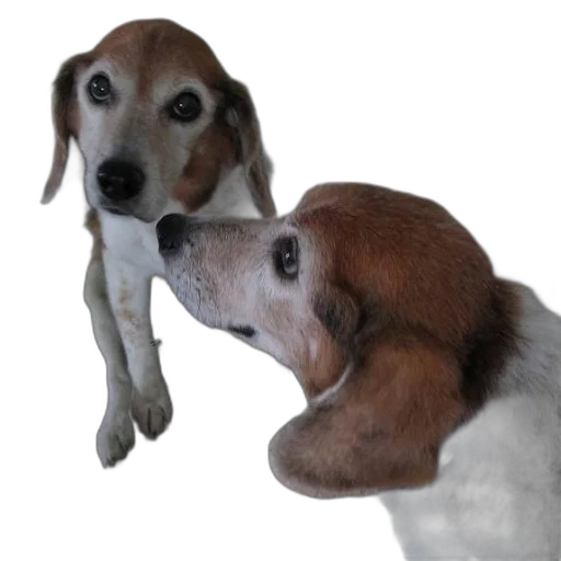 animal, creature, face, staff transparent PNG cut-out