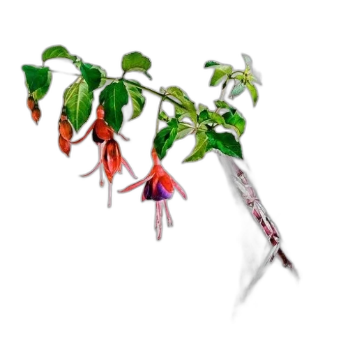 staff, weapon, flower, umbrella transparent PNG cut-out