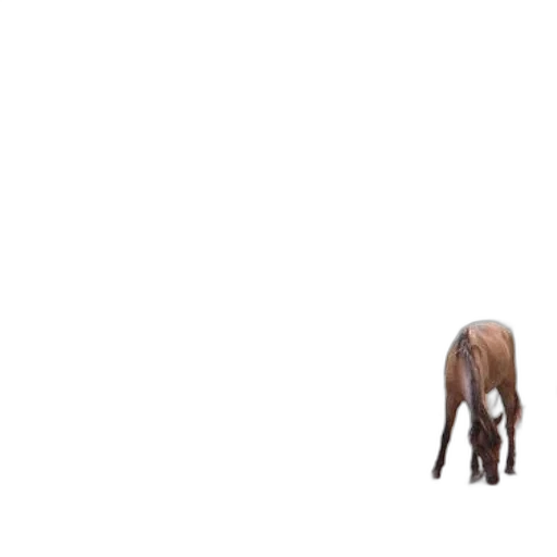 animal, creature, furniture, hair transparent PNG cut-out