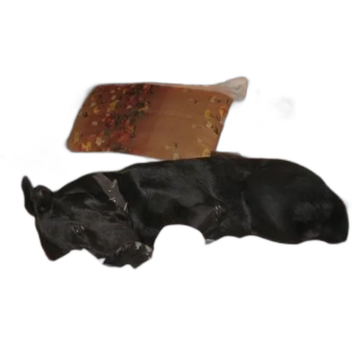 food, animal, furniture, crown transparent PNG cut-out