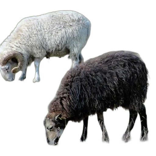 animal, creature, hair, food transparent PNG cut-out