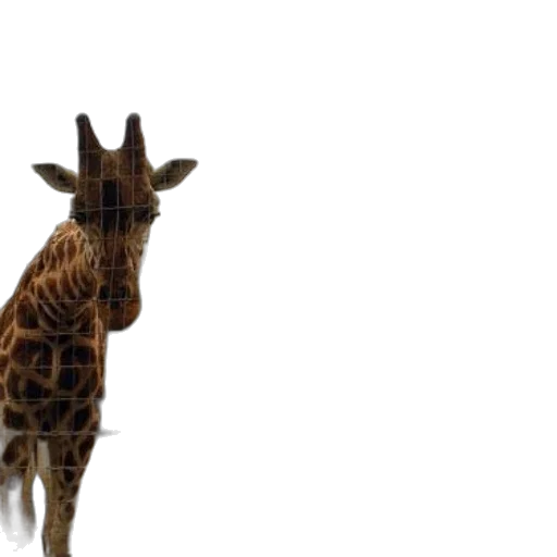 animal, creature, staff, 3d render transparent PNG cut-out