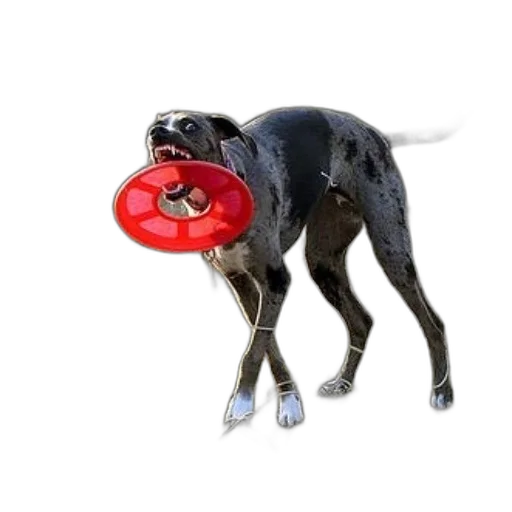 animal, food, weapon, creature transparent PNG cut-out