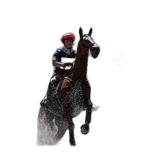 animal, photorealistic, pixel art, rider transparent PNG cut-out