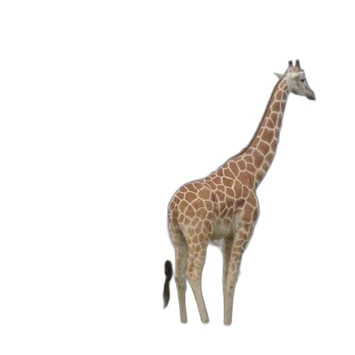 animal, creature, staff, hat transparent PNG cut-out