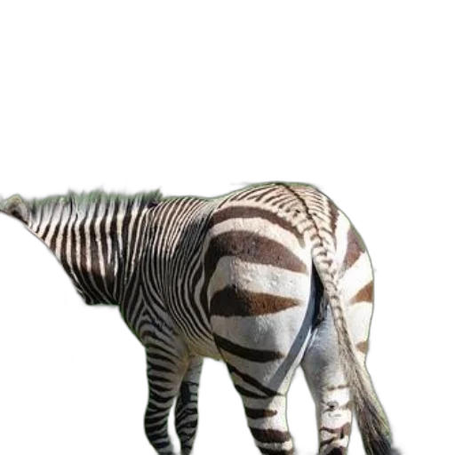 animal, creature, staff, robot transparent PNG cut-out