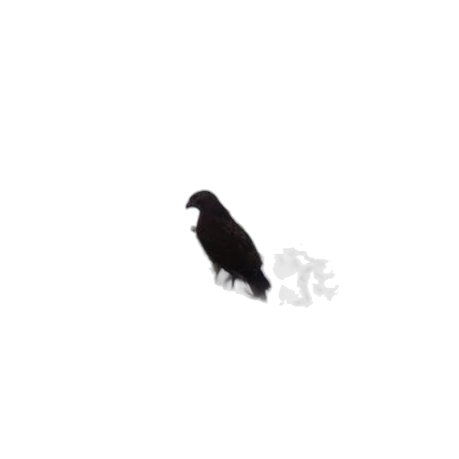 animal, creature, shoes, hat transparent PNG cut-out