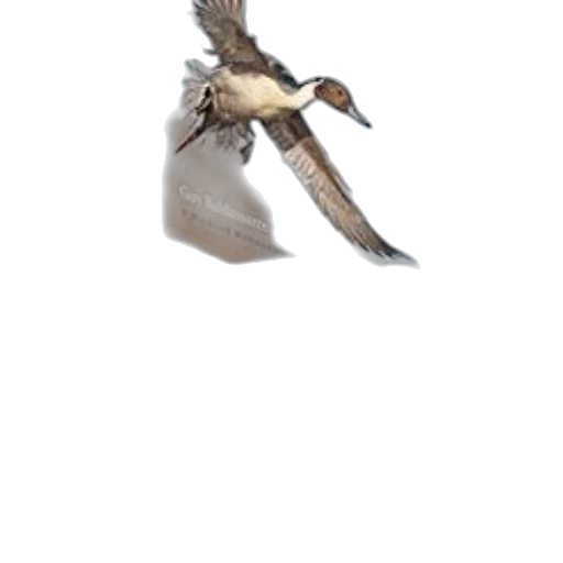 animal, shoes, staff, jewelry transparent PNG cut-out
