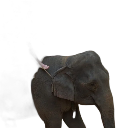 animal, staff, creature, hat transparent PNG cut-out