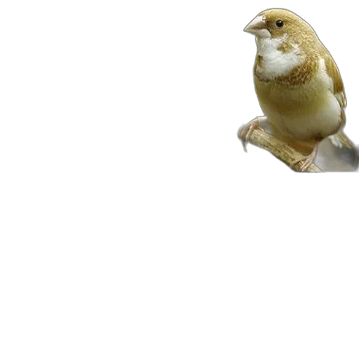 animal, creature, staff, face transparent PNG cut-out